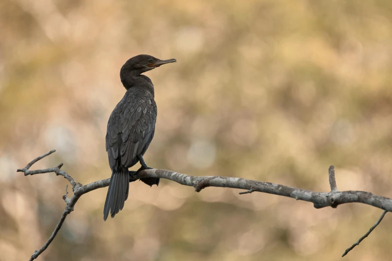 a black bird sitting on top of a nch