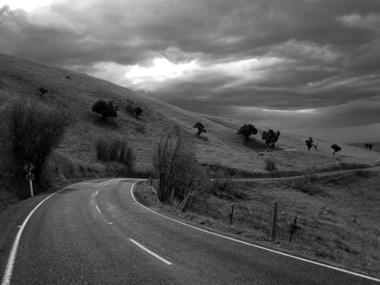 a black and white po of trees on the side of a road