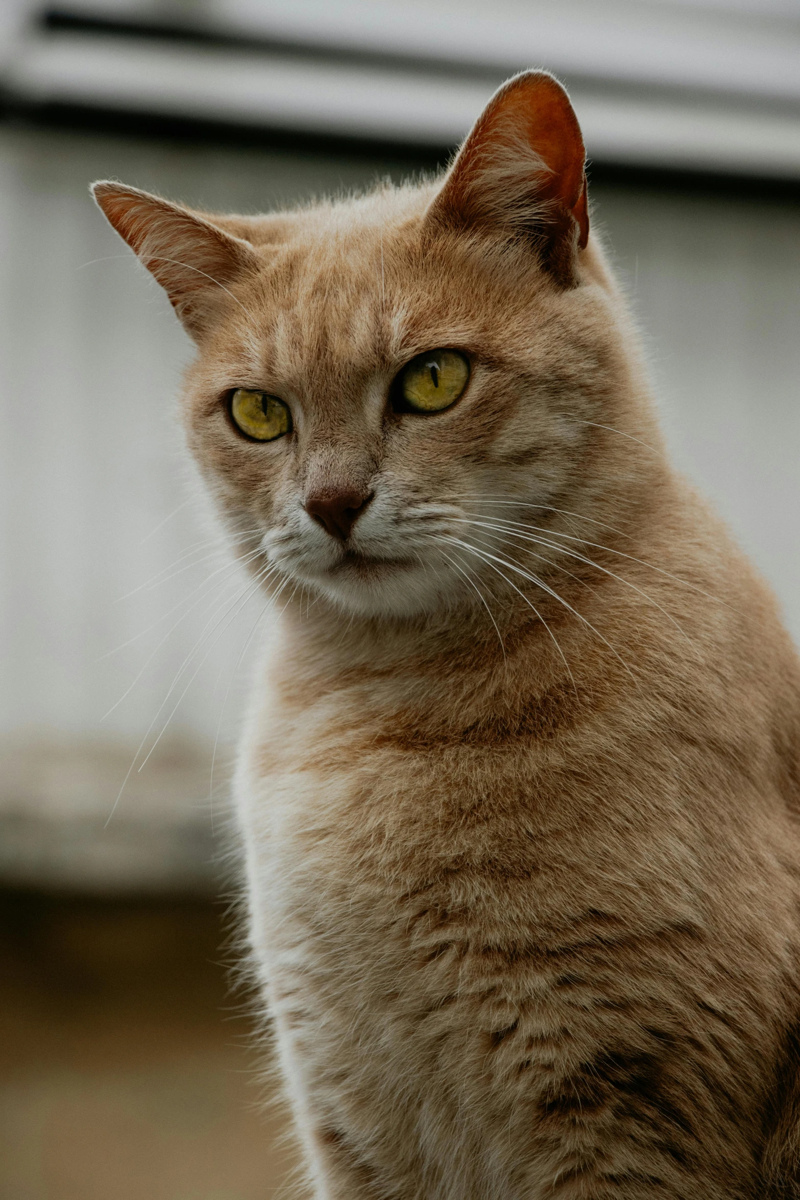 a cat with an alert look staring ahead