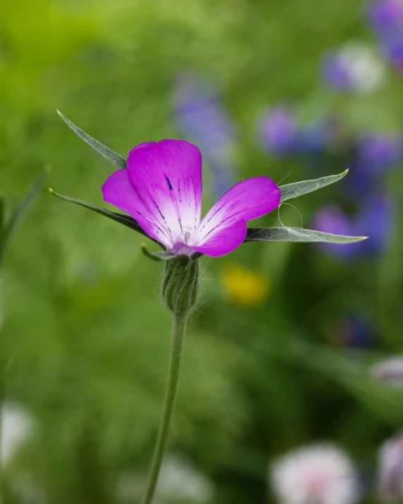 an open purple flower with a green background