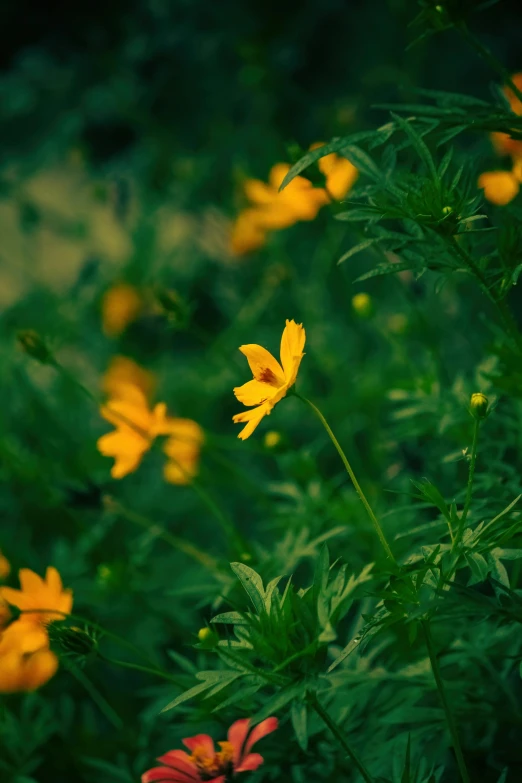 the flowers are blooming through the grass