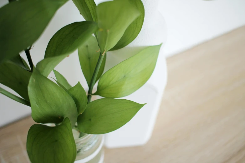 a glass vase filled with water and a green plant