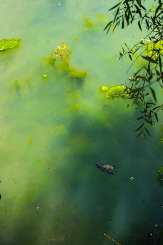 a group of alligators swimming in a body of water