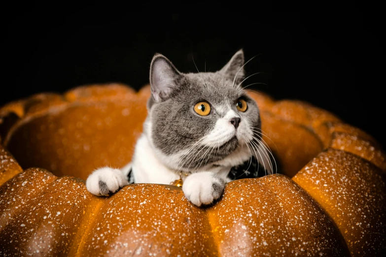 the cat is sitting on top of the pumpkin
