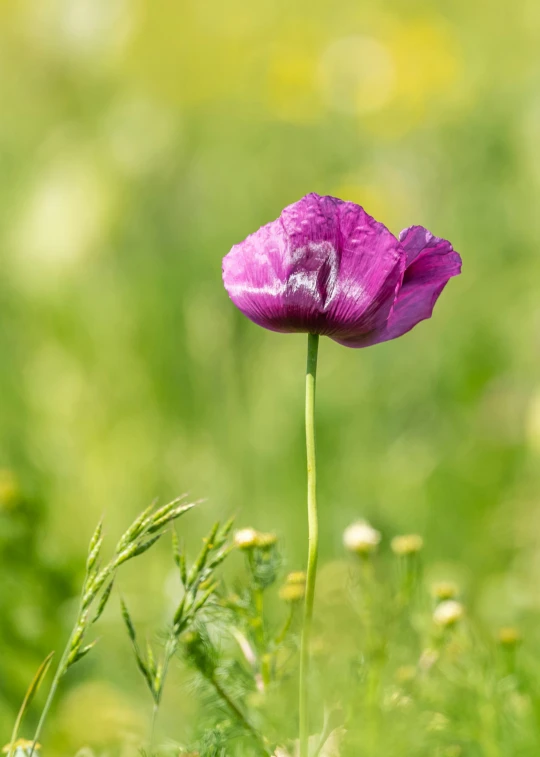 a pink flower in front of green grass
