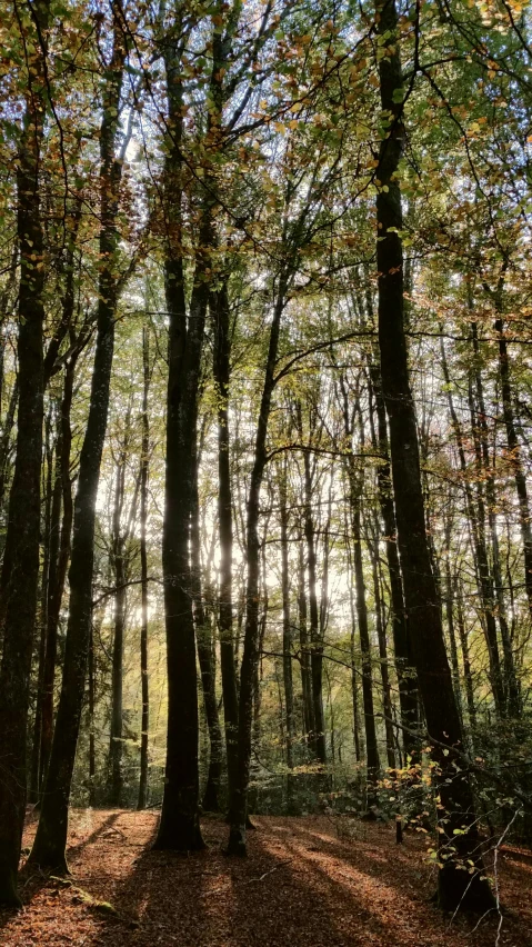 the sun is shining through a cluster of trees