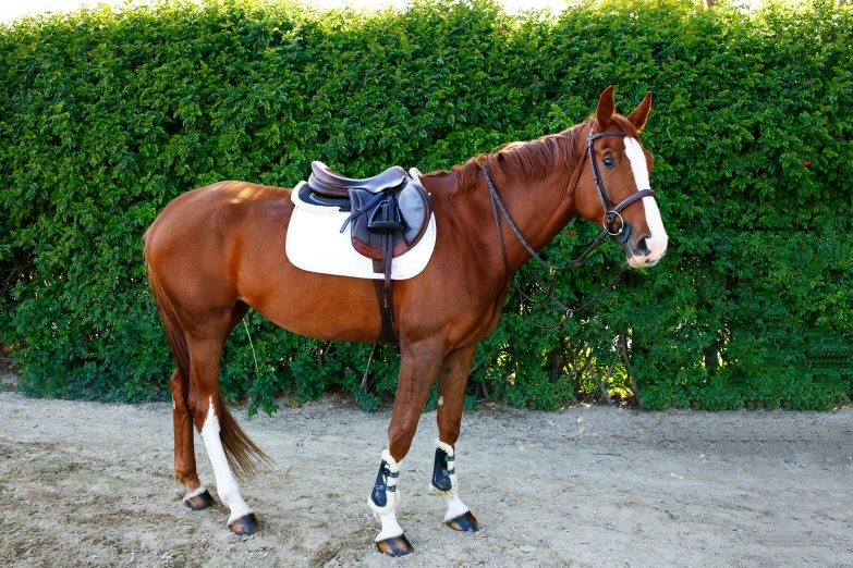 a horse standing in the dirt near a bush