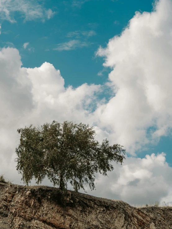 a lone tree sitting on top of a rocky hill