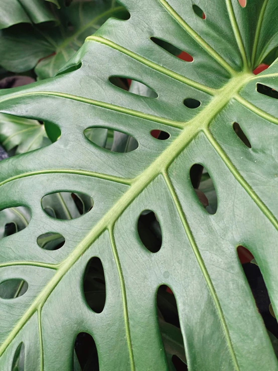 close up of some very large green leaves