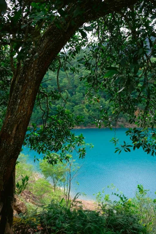 a bright blue lake nestled between several trees