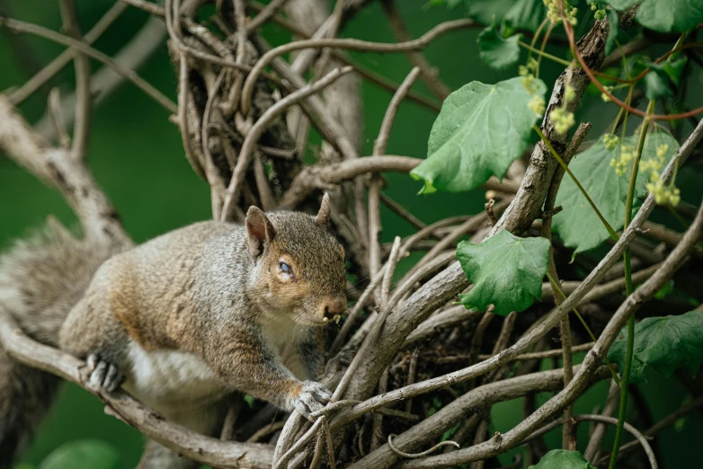 squirrel looking around in the tree while perched