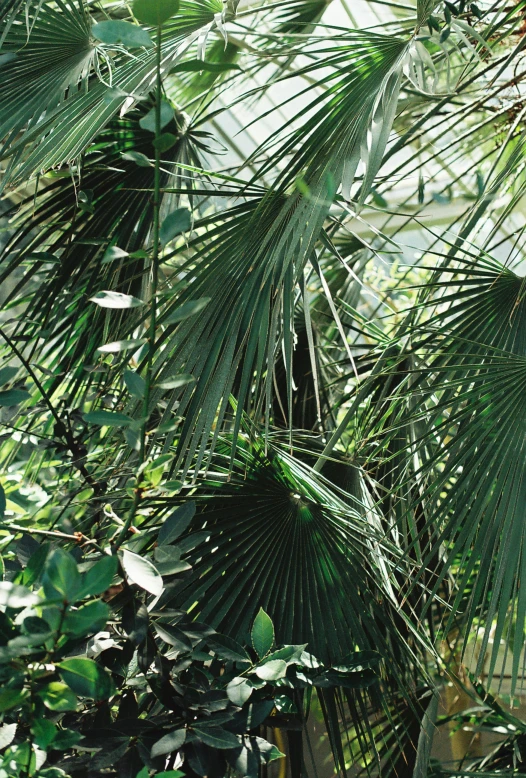 a bush with lots of leaves in the jungle