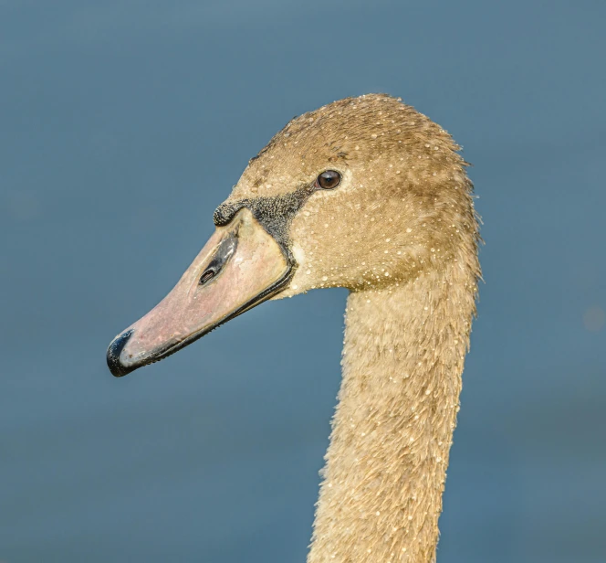 the front end of an adult duck with its head down