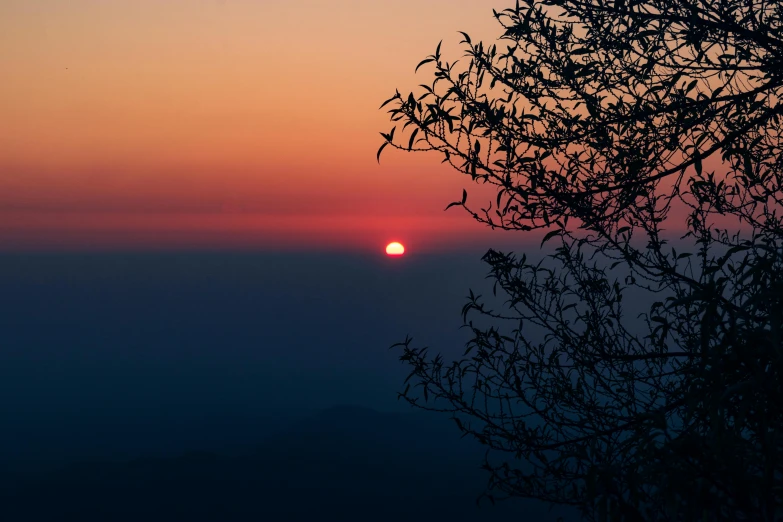 a sunset seen through the nches of trees