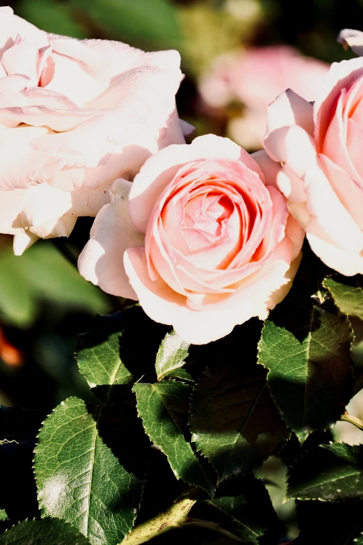 two pink roses with green leaves on the bush