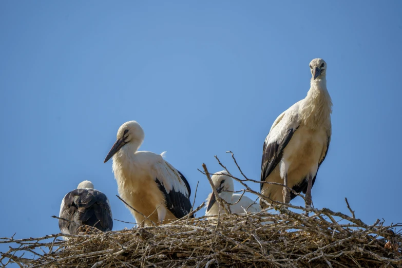 the two storks are sitting in a nest