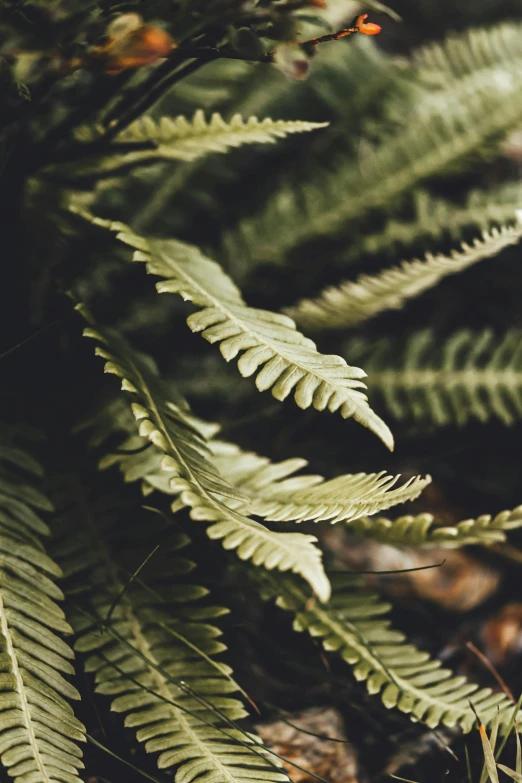 closeup of an assortment of fern leaves