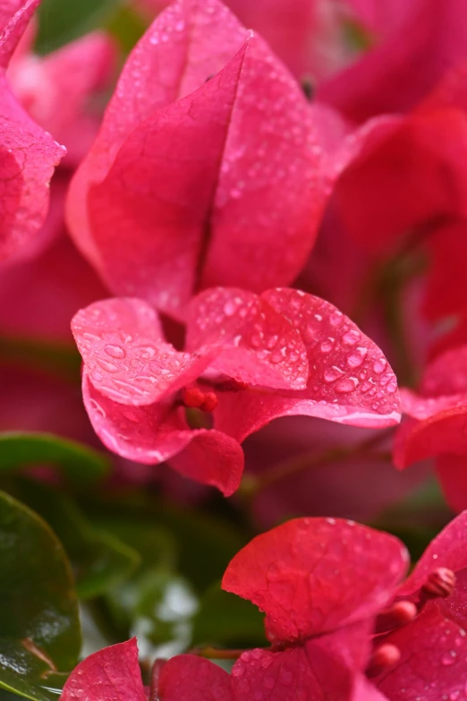 pink flowers are covered with water droplets and some green leaves