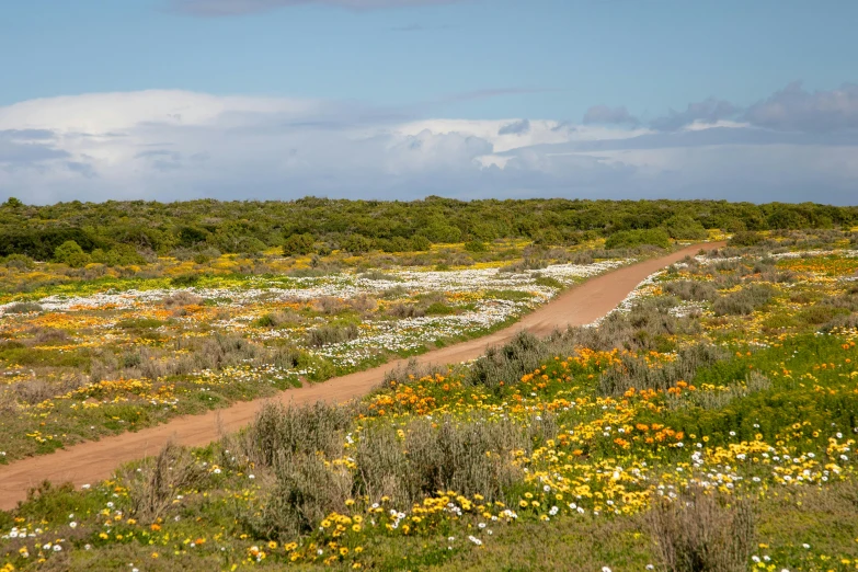 a rural landscape with wildflowers on the trail