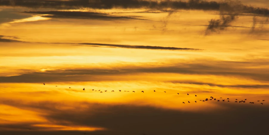 birds flying in a large group across a sunset