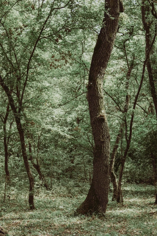 an old tree stands alone in the woods