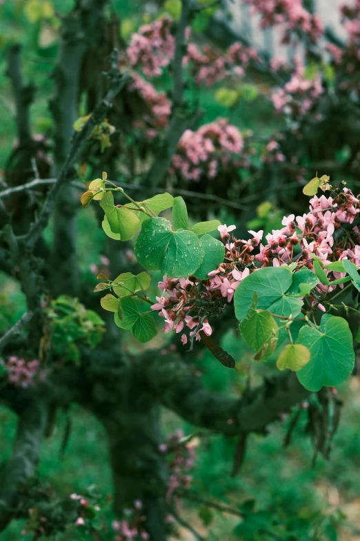 pink flowered tree nches in blooming foliage