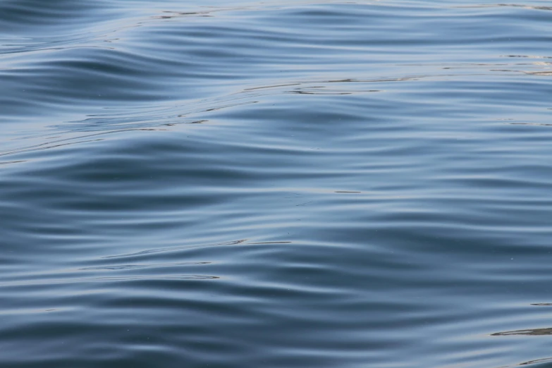 an image of some pretty blue water with a bird