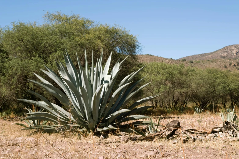 large plant surrounded by small cactus plants on the ground