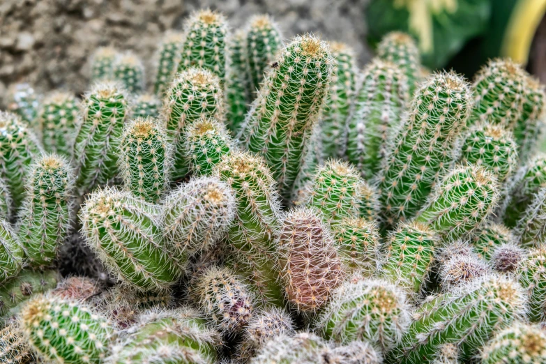 a cactus that is green and yellow with many flowers