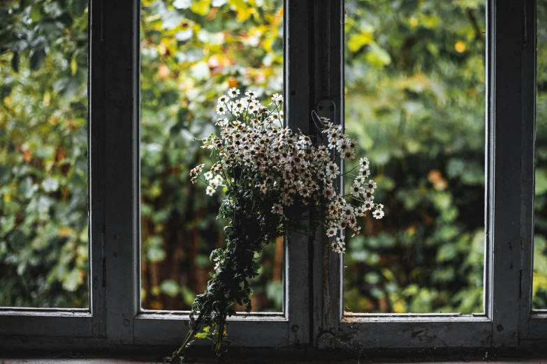 white flowers are sitting outside a open window