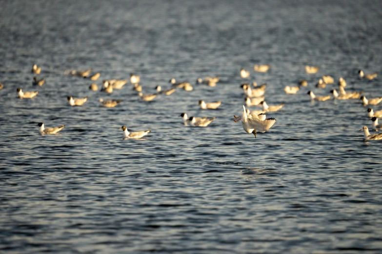 a flock of birds standing on the edge of water