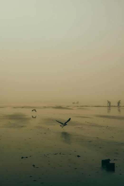 a beach scene with birds flying in the air