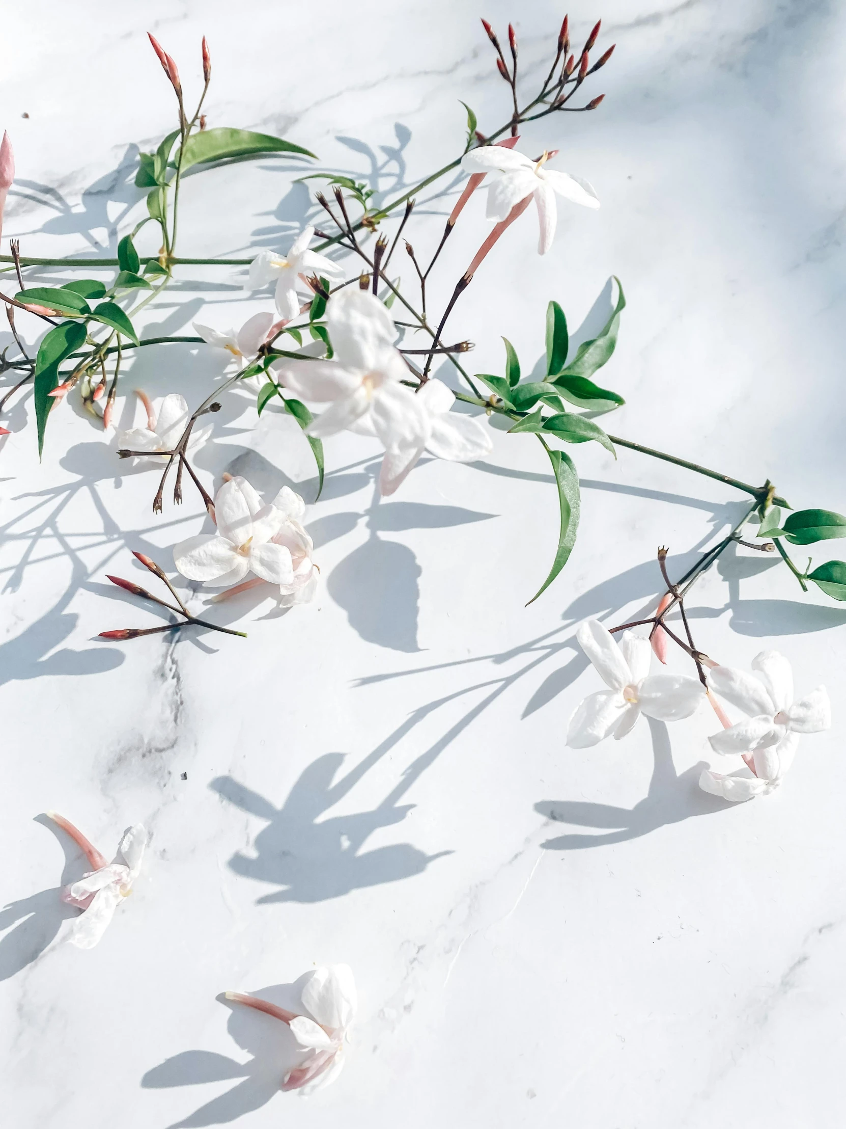 a bunch of flowers that are on the ground