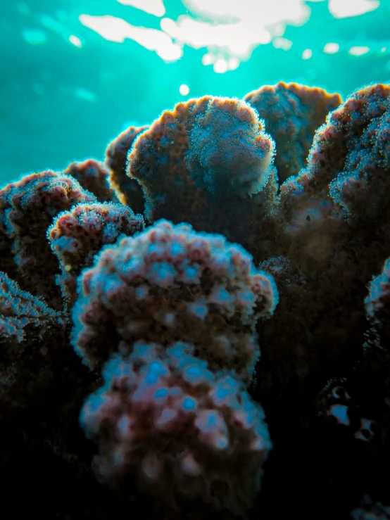 small blue sponges cover an reef with a dark background