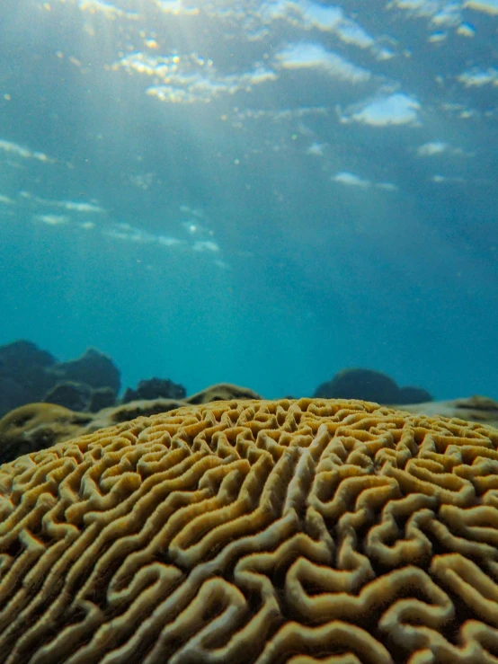 the blue ocean floor is covered in a coral