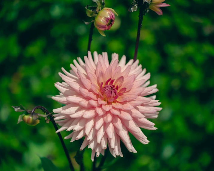 two large pink flowers, one is blooming