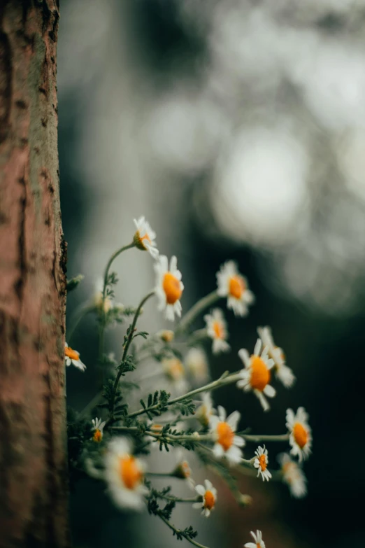 some white and orange flowers hanging on the side of a tree