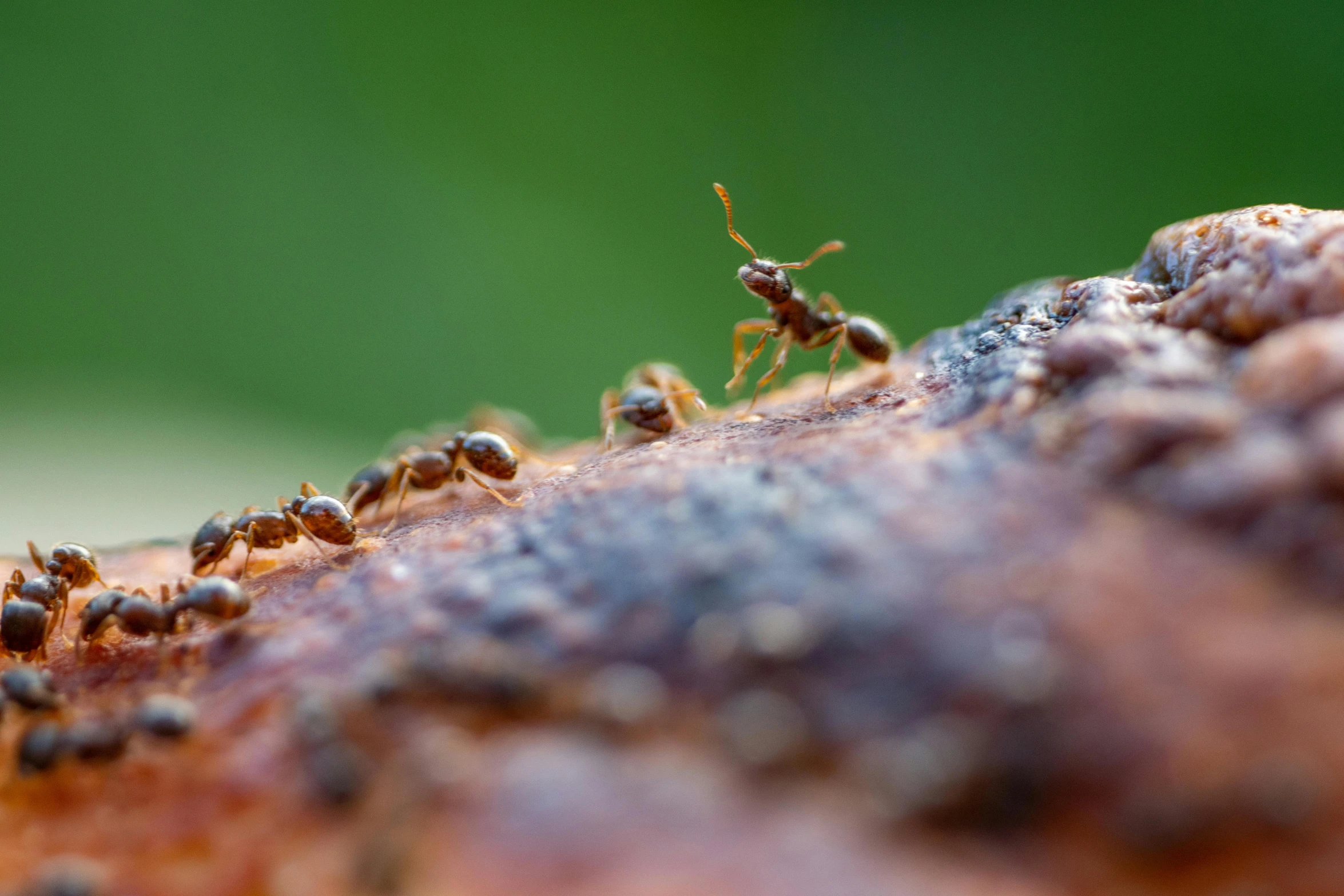 a group of anthoopm crawling along on a surface