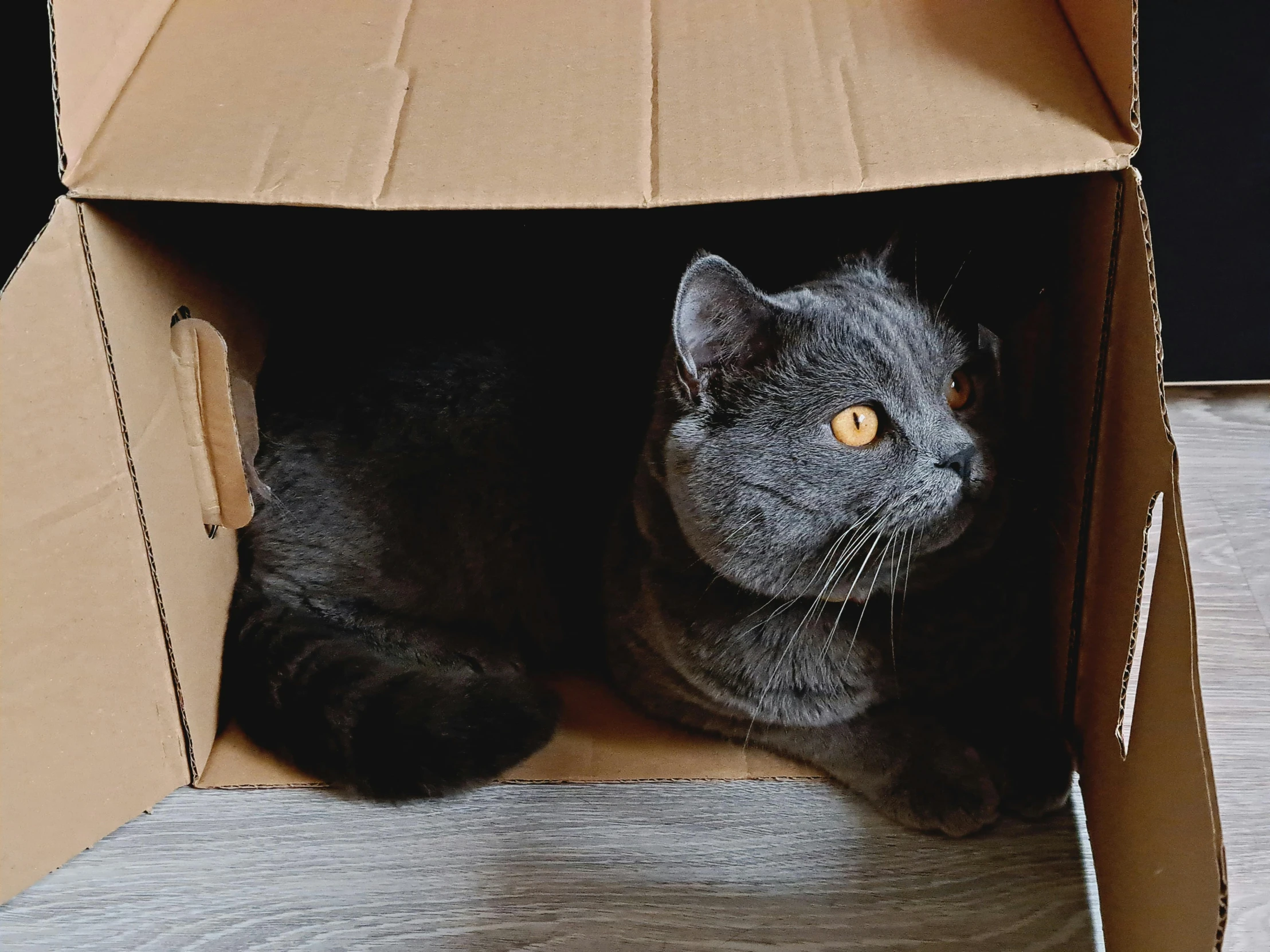 cat lying in a cardboard box on the floor