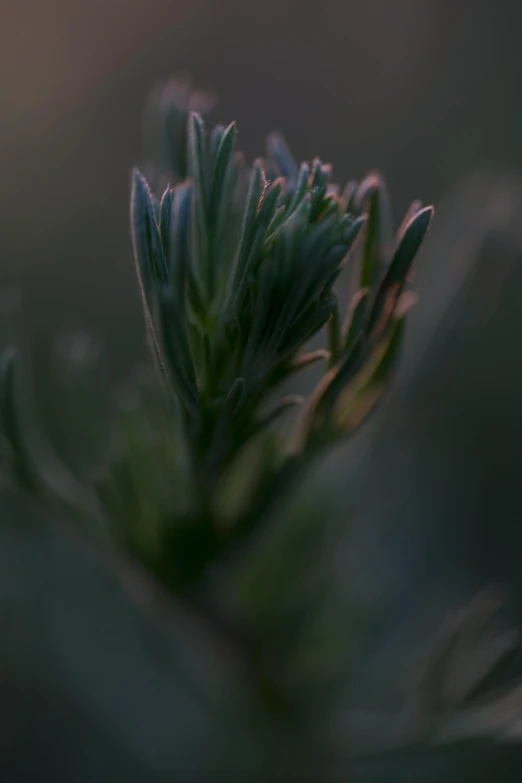 close up of green, fluffy leaves and the sun in the distance