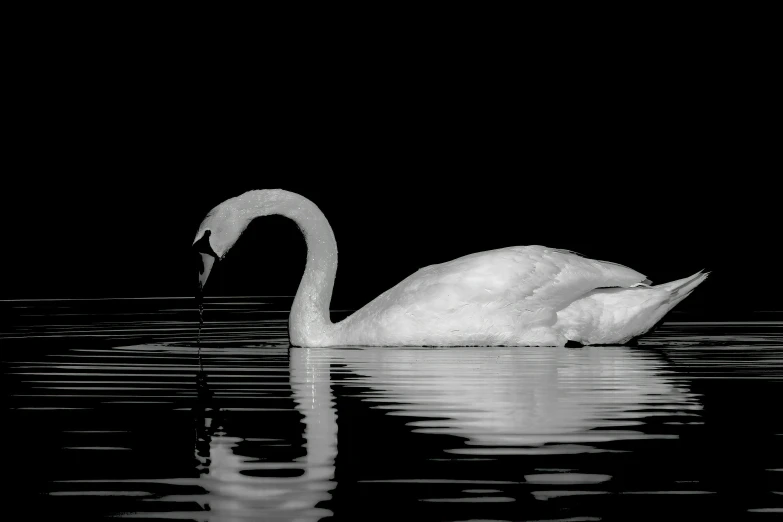 a black and white po of a swan