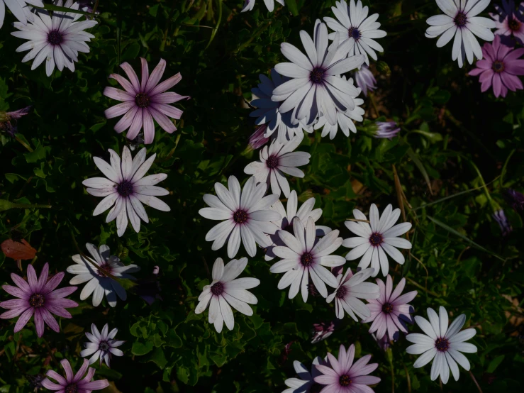 flowers with purple petals growing in a flower bed