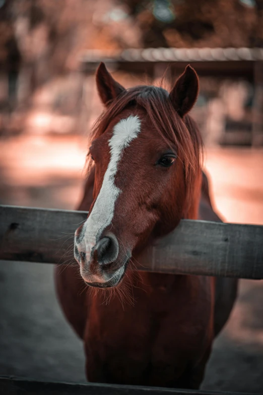 a horse has his head over a fence