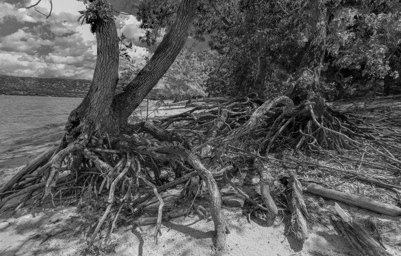 a black and white po of a tree with very large roots