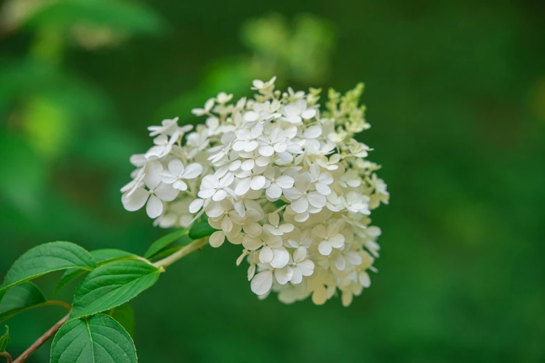 a cluster of white flowers sit on top of a green nch