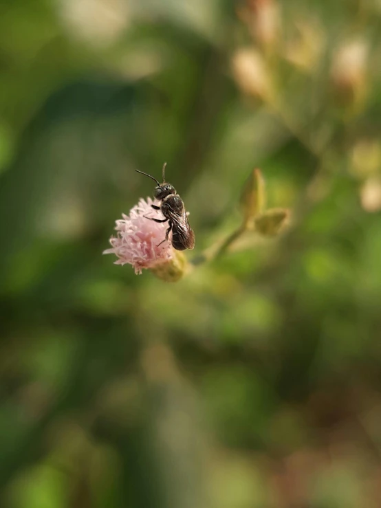 there is a small bee on a flower