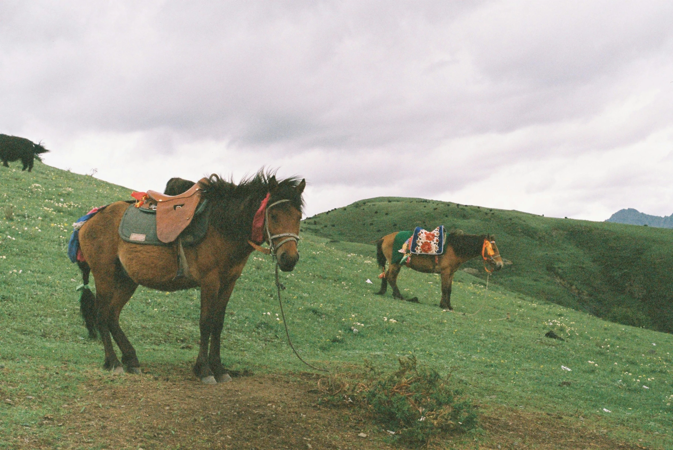 horses with saddles on a grassy hill