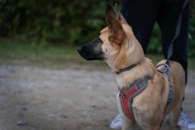 a dog is wearing a leash and collar