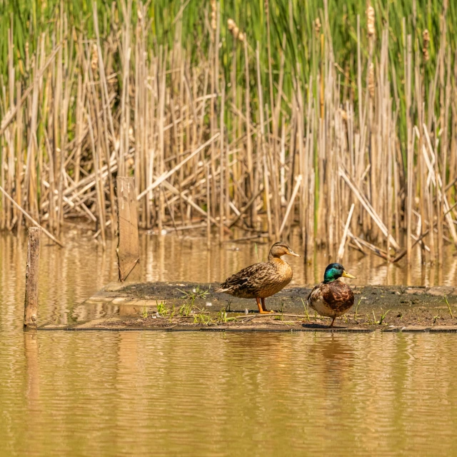 two ducks are perched on a log in the water