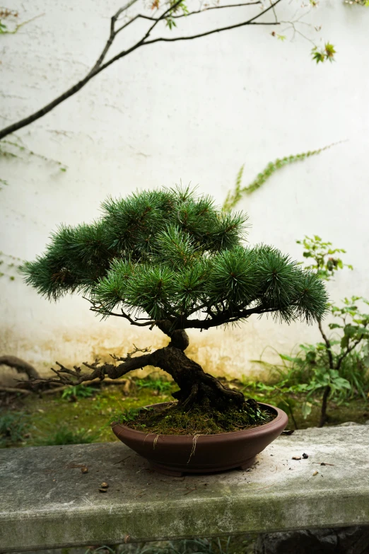 a small bonsai tree that is growing out of a pot